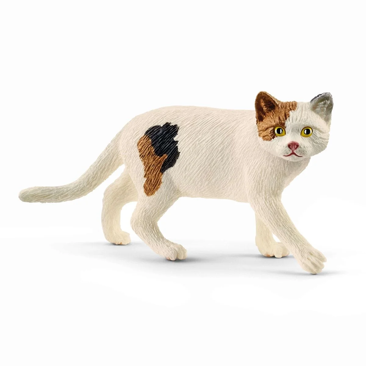 Amerikanische Kurzhaarkatze – Bild 2